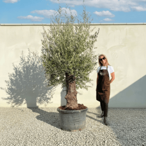 A937 Gnarled Olive Tree (Bella)