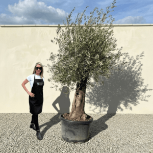 A938 Gnarled Olive Tree (Bella)
