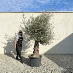 A940 Gnarled Olive Tree (Bella)