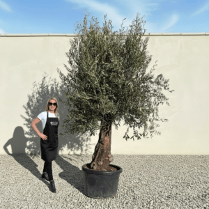 A941 Gnarled Olive Tree (Bella)