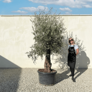 A942 Gnarled Olive Tree (Bella)