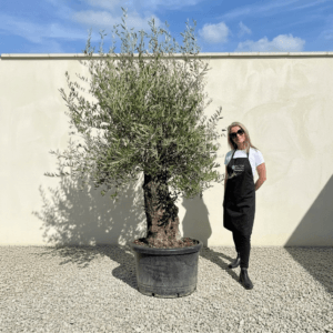 A943 Gnarled Olive Tree (Bella)