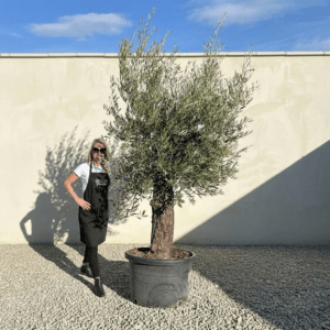 A944 Gnarled Olive Tree (Bella)