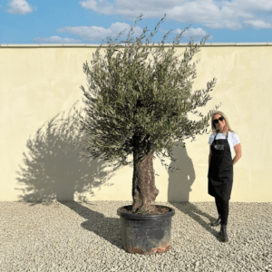 A946 Gnarled Olive Tree (Bella)