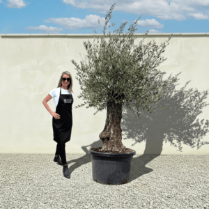 A947 Gnarled Olive Tree (Bella)