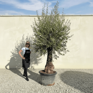 A948 Gnarled Olive Tree (Bella)