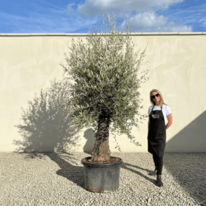 A949 Gnarled Olive Tree (Bella)