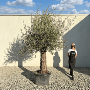 A950 Gnarled Olive Tree (Bella)
