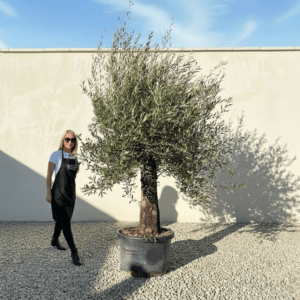 A951 Gnarled Olive Tree (Bella)