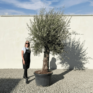 A952 Gnarled Olive Tree (Bella)