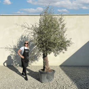 A953 Gnarled Olive Tree (Bella)