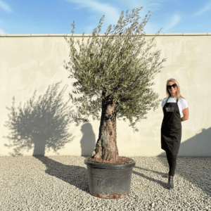 A954 Gnarled Olive Tree (Bella)