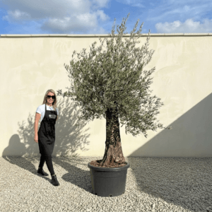 A955 Gnarled Olive Tree (Bella)