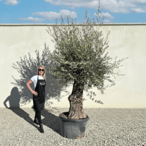 A956 Gnarled Olive Tree (Bella)