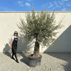 A957 Gnarled Olive Tree (Bella)