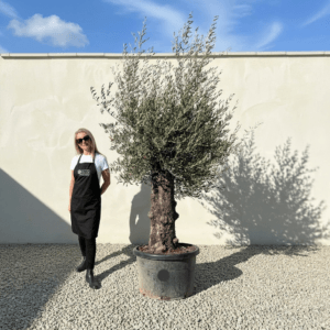 A959 Gnarled Olive Tree (Bella)