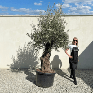 A960 Gnarled Olive Tree (Bella)