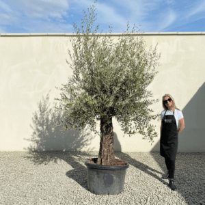 A962 Gnarled Olive Tree (Bella)