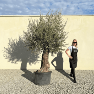 A963 Gnarled Olive Tree (Bella)