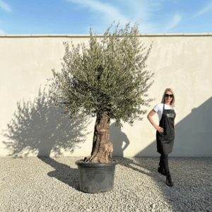 A964 Gnarled Olive Tree (Bella)