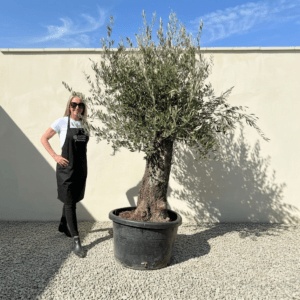 A965 Gnarled Olive Tree (Bella)