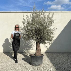 A966 Gnarled Olive Tree (Bella)