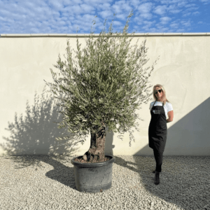 A968 Gnarled Olive Tree (Bella)