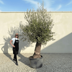 A969 Gnarled Olive Tree (Bella)
