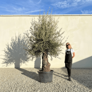 A970 Gnarled Olive Tree (Bella)
