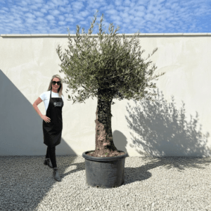 A971 Gnarled Olive Tree (Bella)