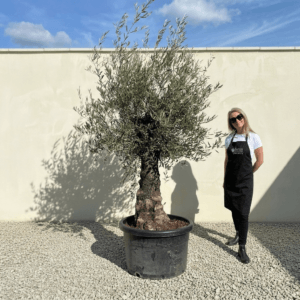 A972 Gnarled Olive Tree (Bella)