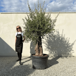 A973 Gnarled Olive Tree (Bella)