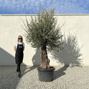 A974 Gnarled Olive Tree (Bella)
