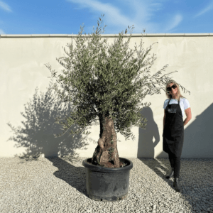 A975 Gnarled Olive Tree (Bella)