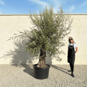 A977 Gnarled Olive Tree (Bella)