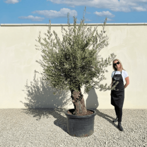 A978 Gnarled Olive Tree (Bella)