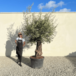 A981 Gnarled Olive Tree (Bella)