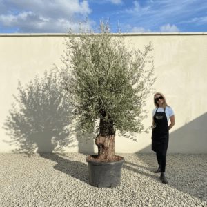 A982 Gnarled Olive Tree (Bella)