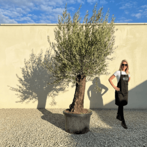 A984 Gnarled Olive Tree (Bella)