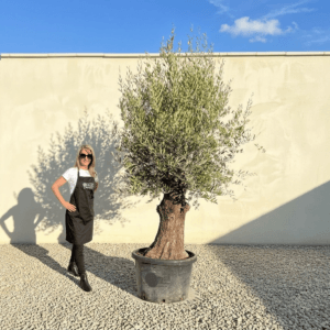 A985 Gnarled Olive Tree (Bella)