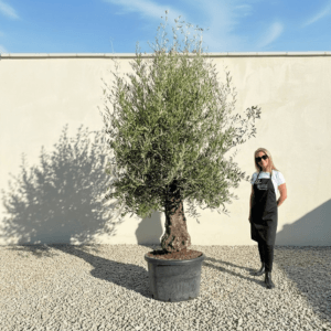 A986 Gnarled Olive Tree (Bella)