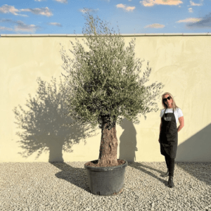 A988 Gnarled Olive Tree (Bella)