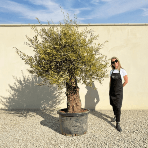 A989 Gnarled Olive Tree (Bella)