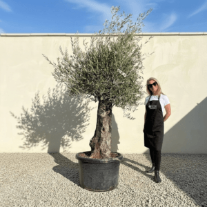 A990 Gnarled Olive Tree (Bella)