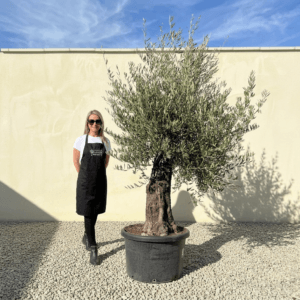 A991 Gnarled Olive Tree (Bella)