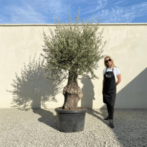 A992 Gnarled Olive Tree (Bella)
