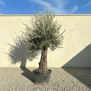 A993 Gnarled Olive Tree (Bella)