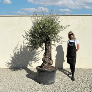 A994 Gnarled Olive Tree (Bella)