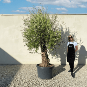 A995 Gnarled Olive Tree (Bella)