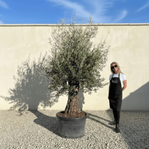 A997 Gnarled Olive Tree (Bella)